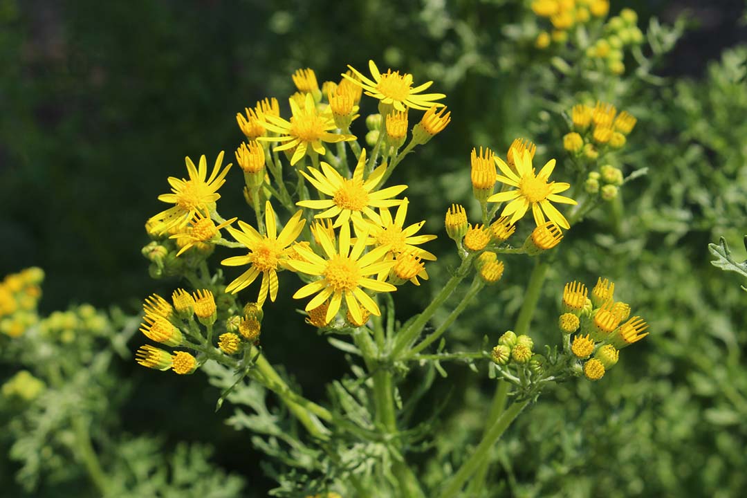 Sheep Ragwort Managing ragwort: New grant | GippslandFarmer