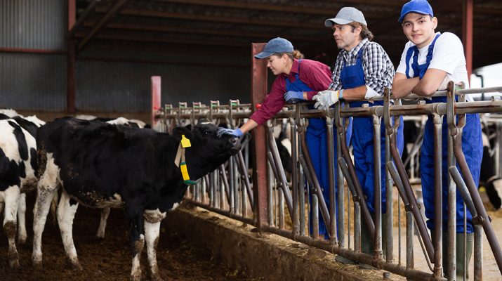 Students learning about dairy cattle stock image