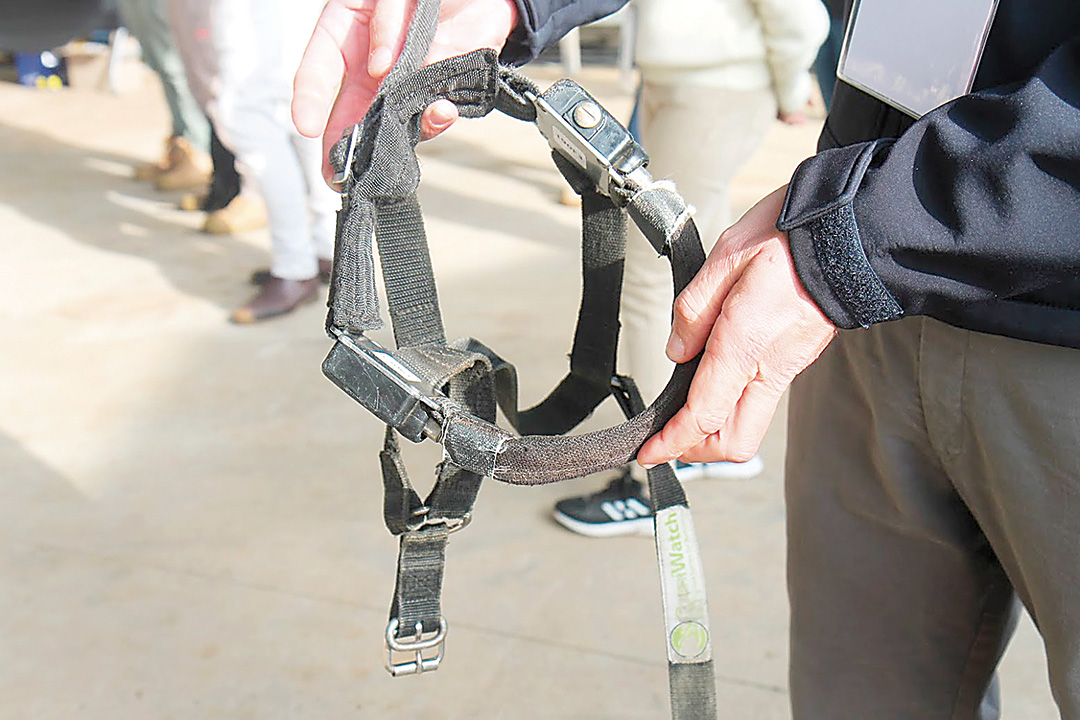 A cow head collar to monitor their movement and intake. Photo: Katrina Brandon