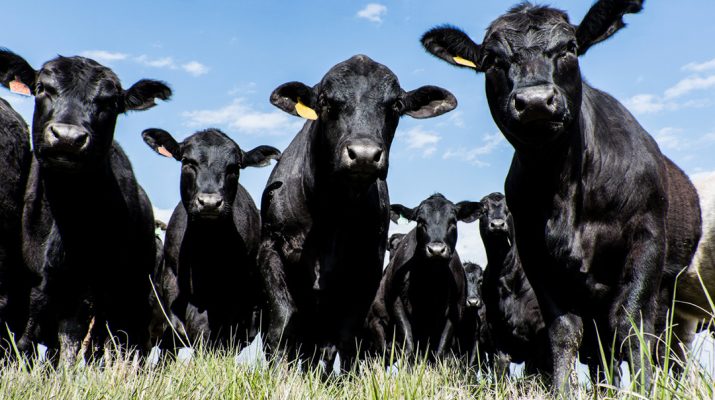 Black Angus Cattle