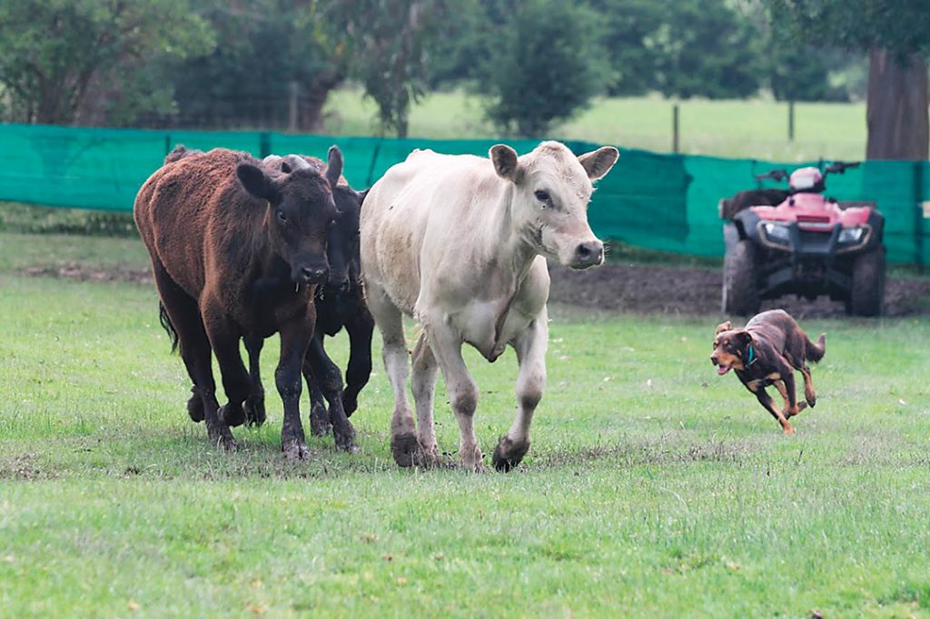 All sheep and cows were trouble after dealing with rain and then heat at the Beloka Kelpie Trials.