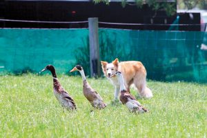 There were many different trials, with trial competition with ducks, sheep and cows. Photos: Katrina Brandon