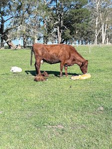 Beef farmer Doug Benson won the lottery of three healthy calves from one mother. Photo: Contributed