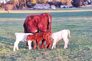 A miracle happened at a Buln Buln farm recently, after triplet calves were born.