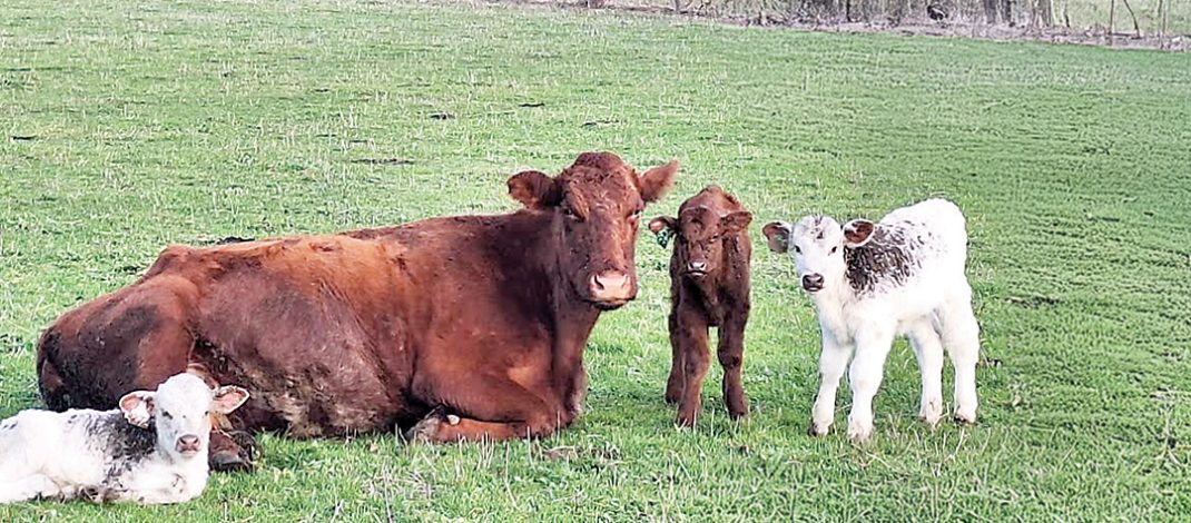 Extreme rarity as triplet calves born