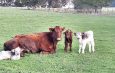 Extreme rarity as triplet calves born