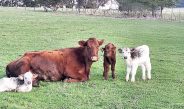 Extreme rarity as triplet calves born