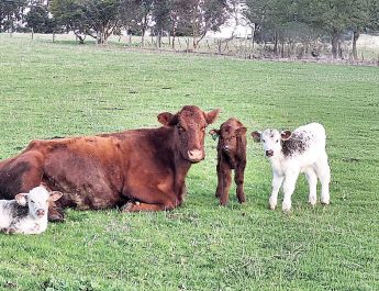 Extreme rarity as triplet calves born