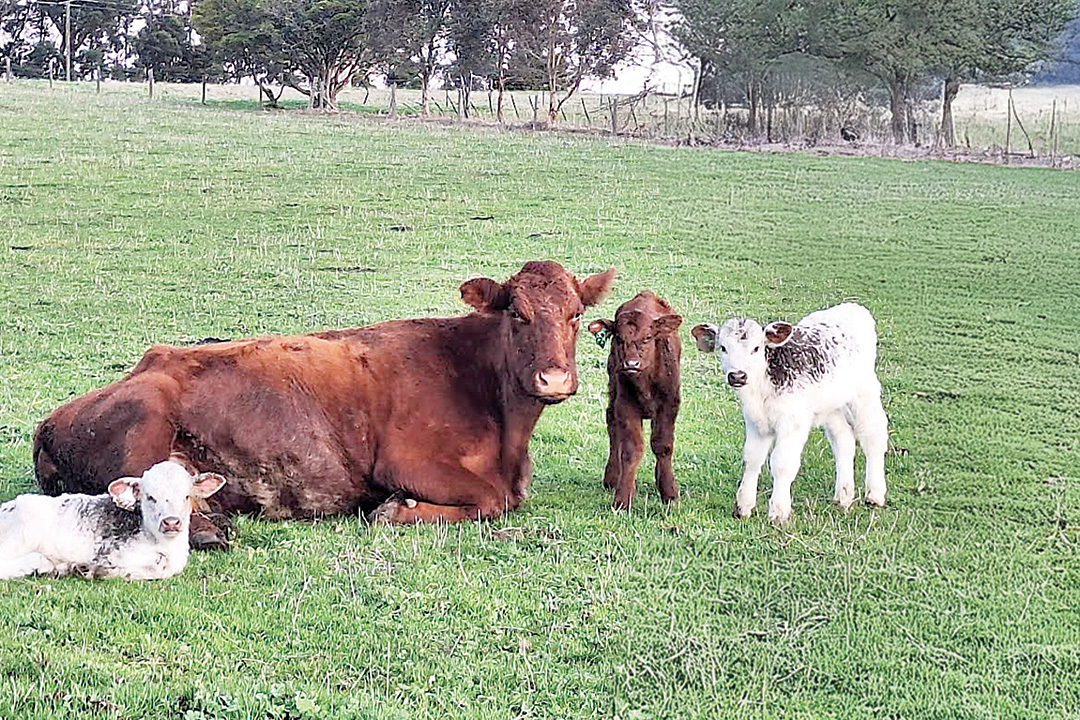 Triplet Rarity Extreme rarity as triplet calves born | GippslandFarmer