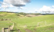 rolling paddocks File photo