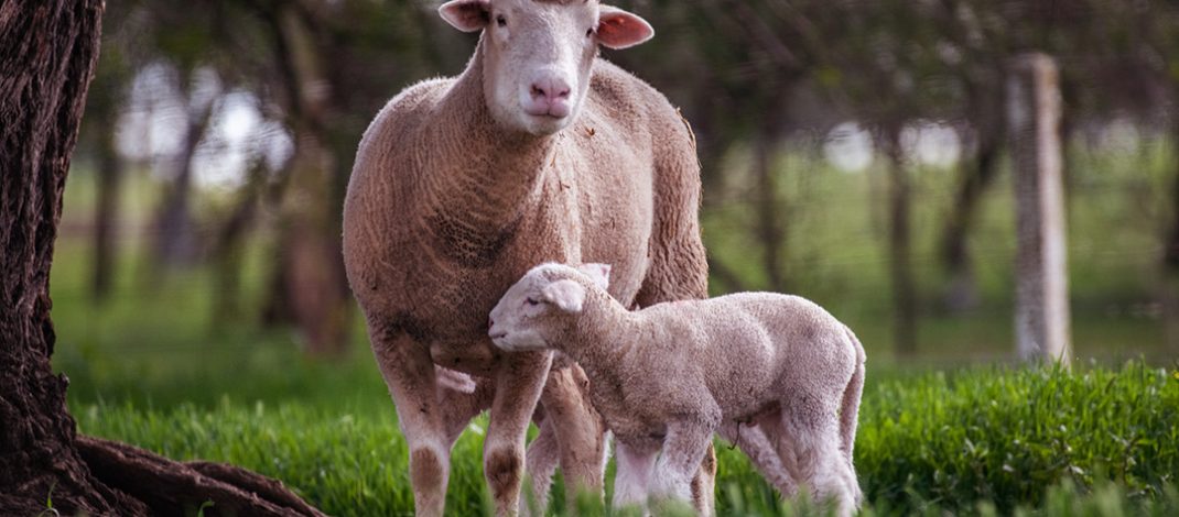 Sheep and Lamb