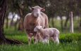Sheep and Lamb