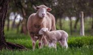 Sheep and Lamb