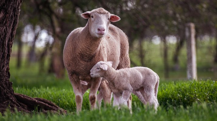 Sheep and Lamb