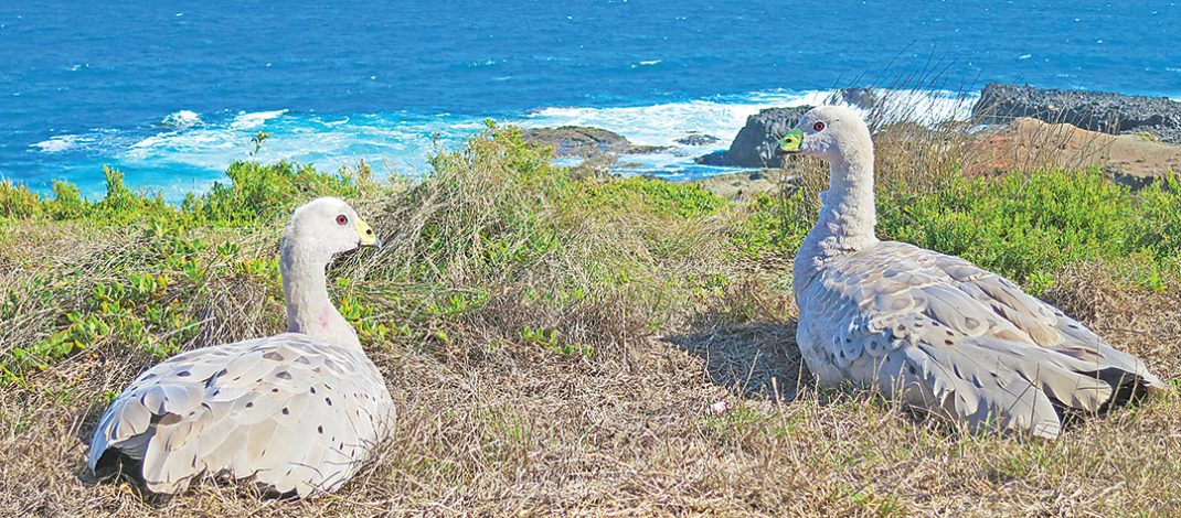 Cape Barren Australian geese are causing issues for farmers. Photo: iStock