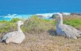 Cape Barren Australian geese are causing issues for farmers. Photo: iStock
