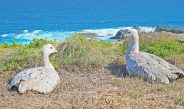 Cape Barren Australian geese are causing issues for farmers. Photo: iStock