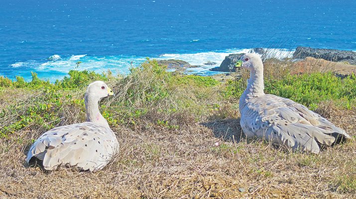 Cape Barren Australian geese are causing issues for farmers. Photo: iStock
