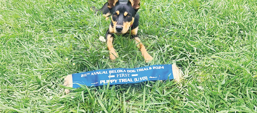 Mirboo North kelpie pup, Vaila is vying for the title of Australia’s hardest working dog. Photos: Contributed
