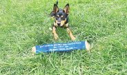 Mirboo North kelpie pup, Vaila is vying for the title of Australia’s hardest working dog. Photos: Contributed