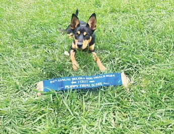 Mirboo North kelpie pup, Vaila is vying for the title of Australia’s hardest working dog. Photos: Contributed