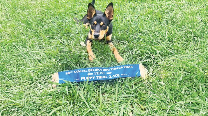 Mirboo North kelpie pup, Vaila is vying for the title of Australia’s hardest working dog. Photos: Contributed