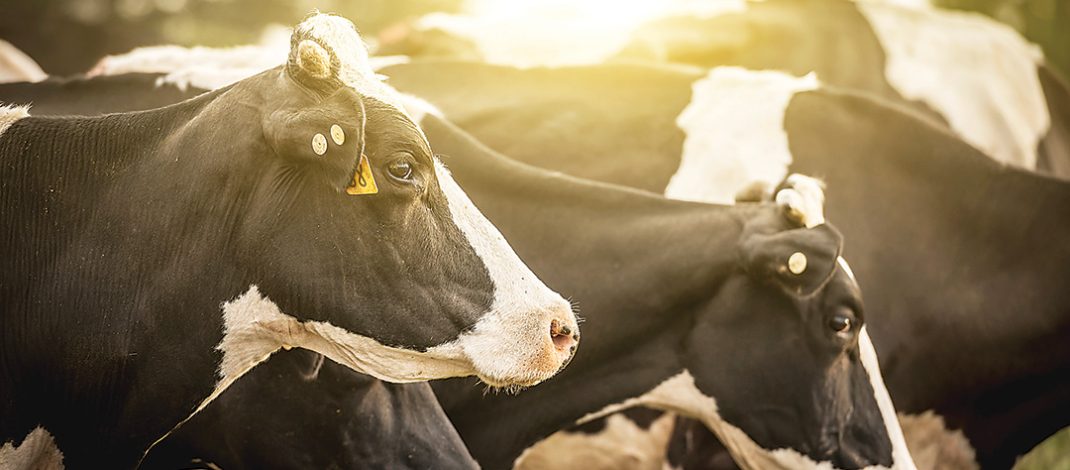 Biosecurity plans need to be carefully followed to avoid disease outbreak. Photo: iStock