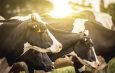 Biosecurity plans need to be carefully followed to avoid disease outbreak. Photo: iStock