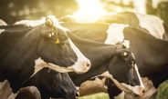 Biosecurity plans need to be carefully followed to avoid disease outbreak. Photo: iStock