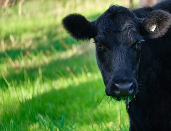 Angus Cow Photo Paul Weaver