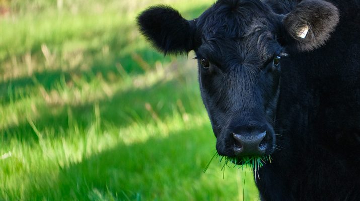 Angus Cow Photo Paul Weaver