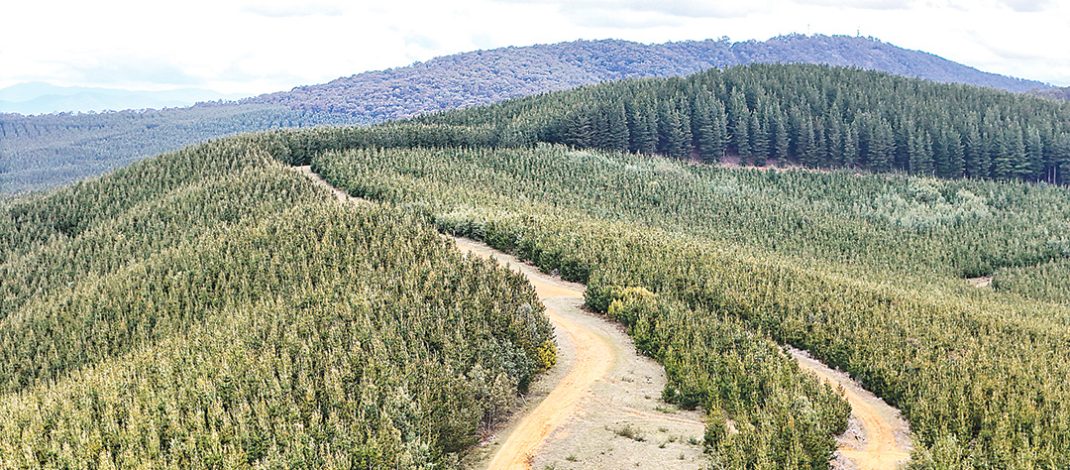 Both federal and state governments have allocated funds for tree plantations. Photo: iStock