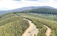 Both federal and state governments have allocated funds for tree plantations. Photo: iStock