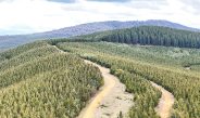Both federal and state governments have allocated funds for tree plantations. Photo: iStock