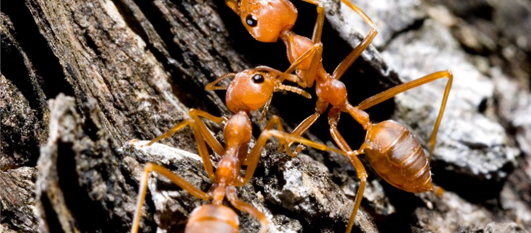 Red imported fire ants are the worst invasive species in Australia. Photo: iStock