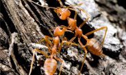 Red imported fire ants are the worst invasive species in Australia. Photo: iStock