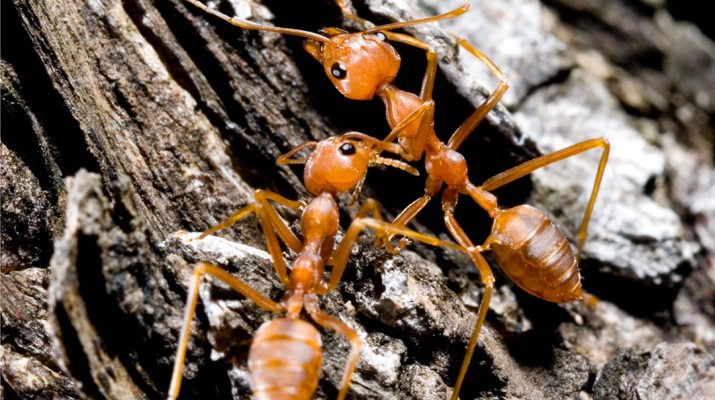 Red imported fire ants are the worst invasive species in Australia. Photo: iStock
