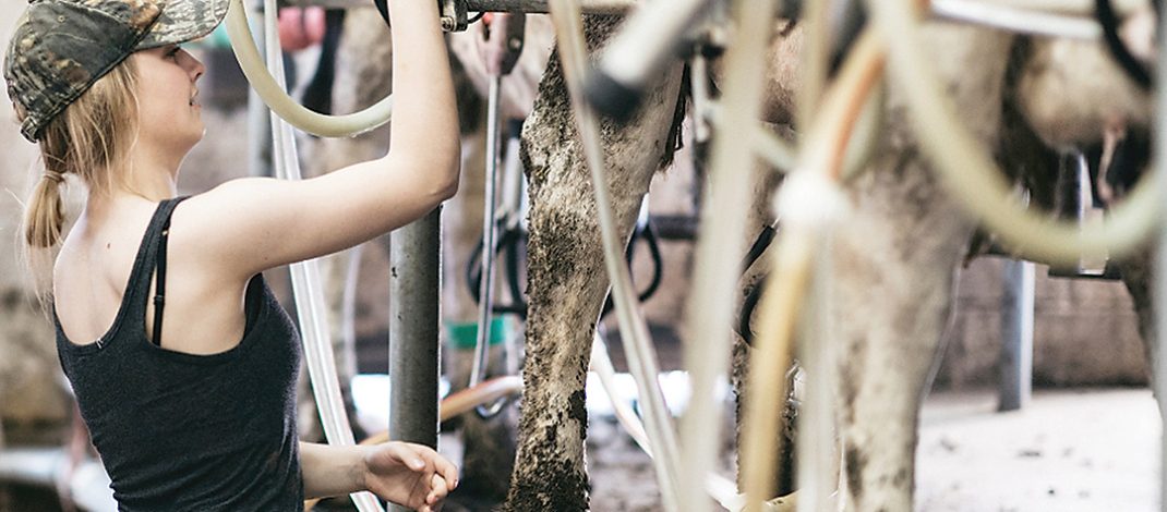 Q fever is a bacterial infection caused by Coxiella burnetii, which is transmitted to humans from wild and domestic infected animals, most commonly cattle, sheep and goats. Photo: Contributed