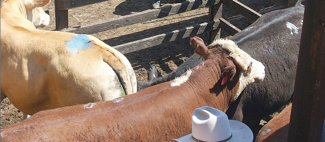 MLA upbeat on beef output this year