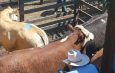 MLA upbeat on beef output this year