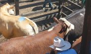 MLA upbeat on beef output this year