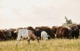 Beef, Sheep and Goats