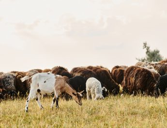 Beef, Sheep and Goats