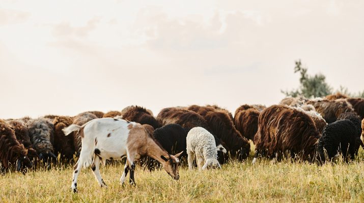 Beef, Sheep and Goats
