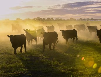 Cattle Heard Grazing