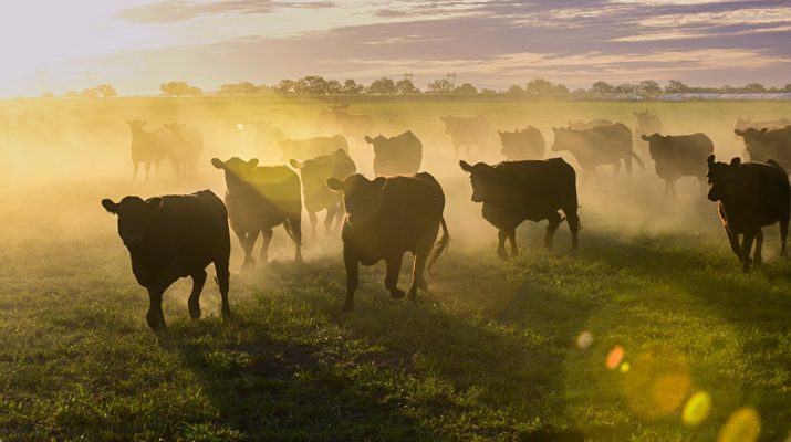 Cattle Heard Grazing