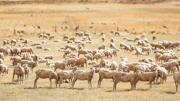 Keeping an eye on sheep health.Photo iStock