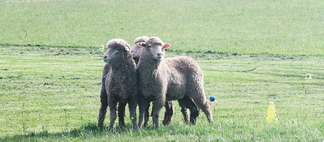 Lamb production remains strong.