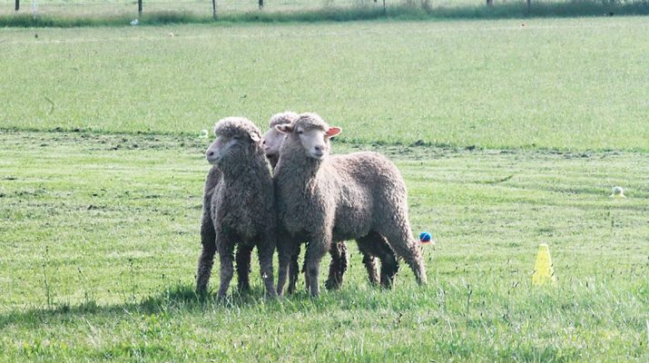 Lamb production remains strong.