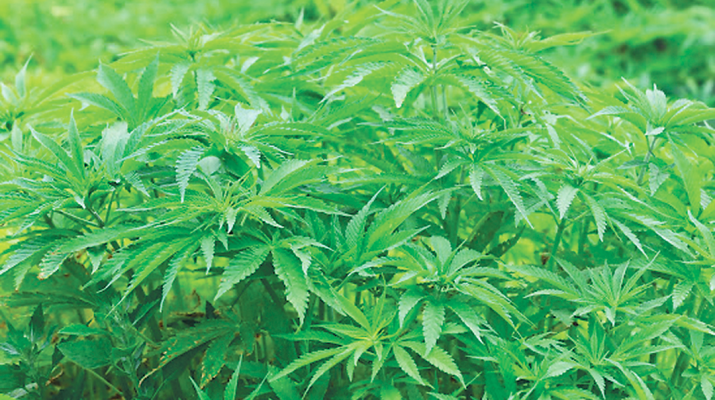 Hemp Photo: Katrina Brandon